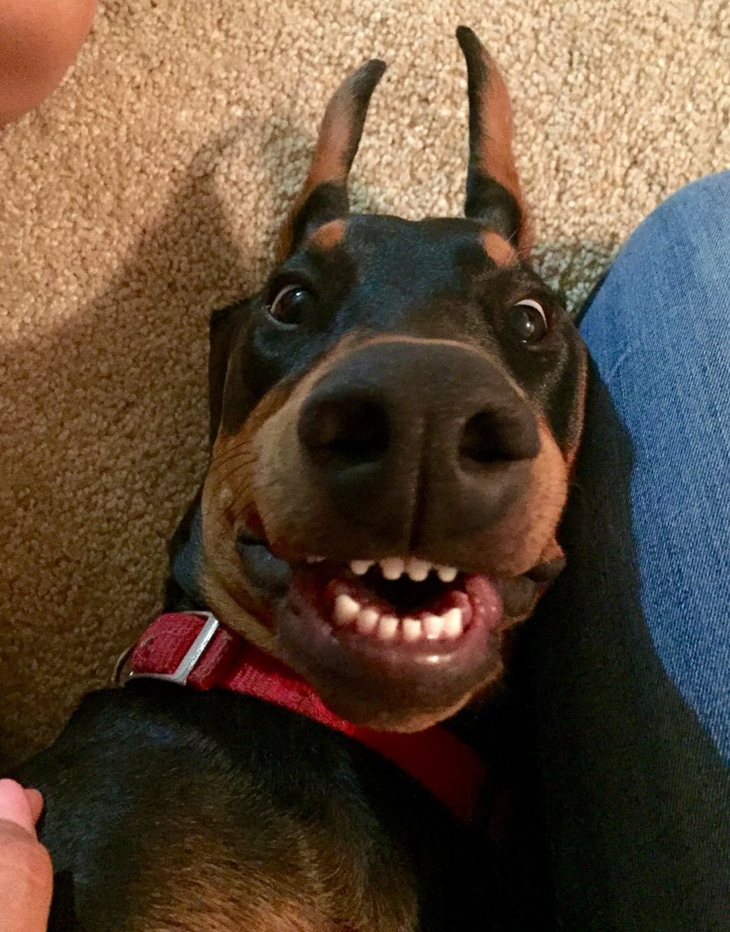 Эстетика доберманов коллаж