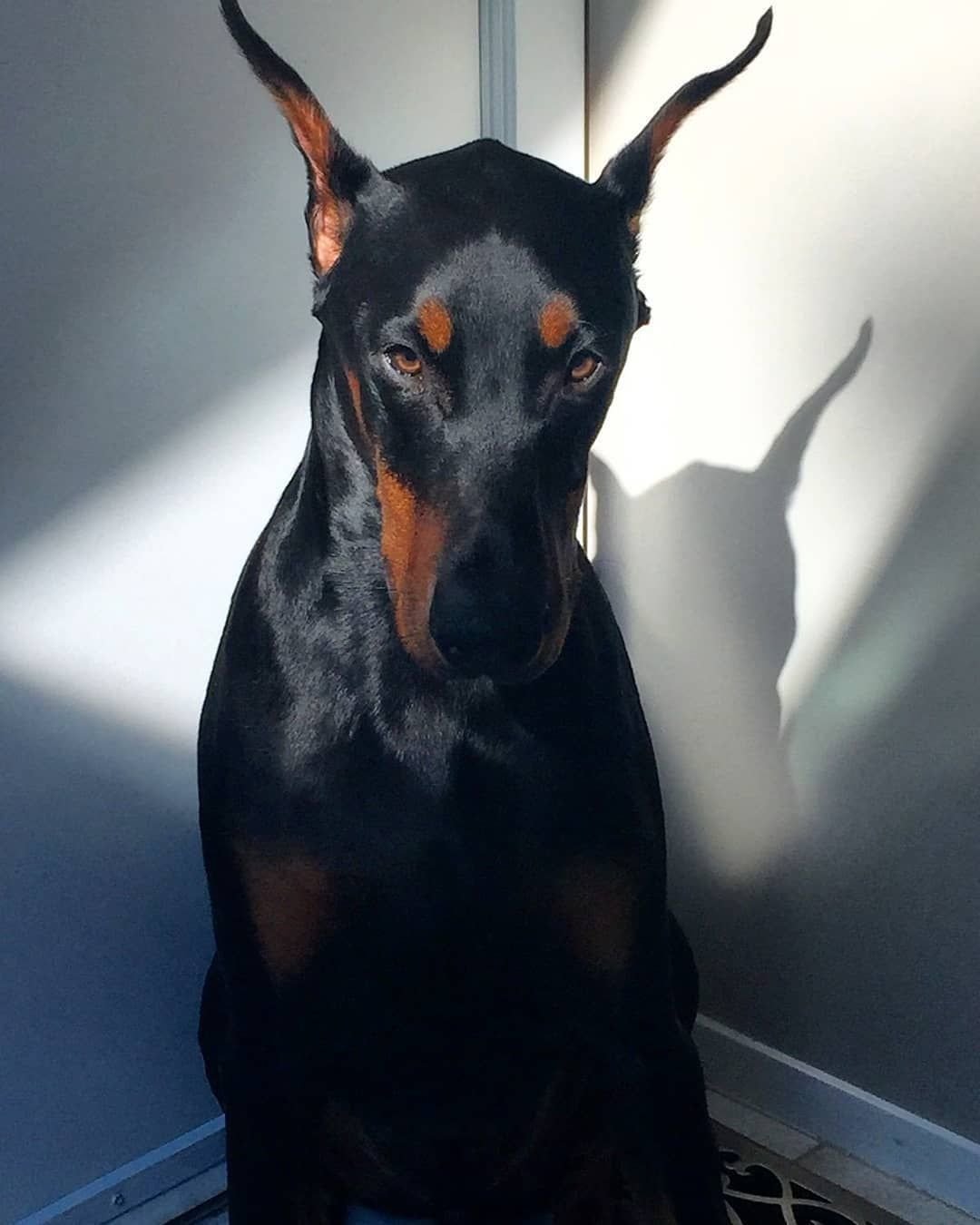 Доберман и овчарка