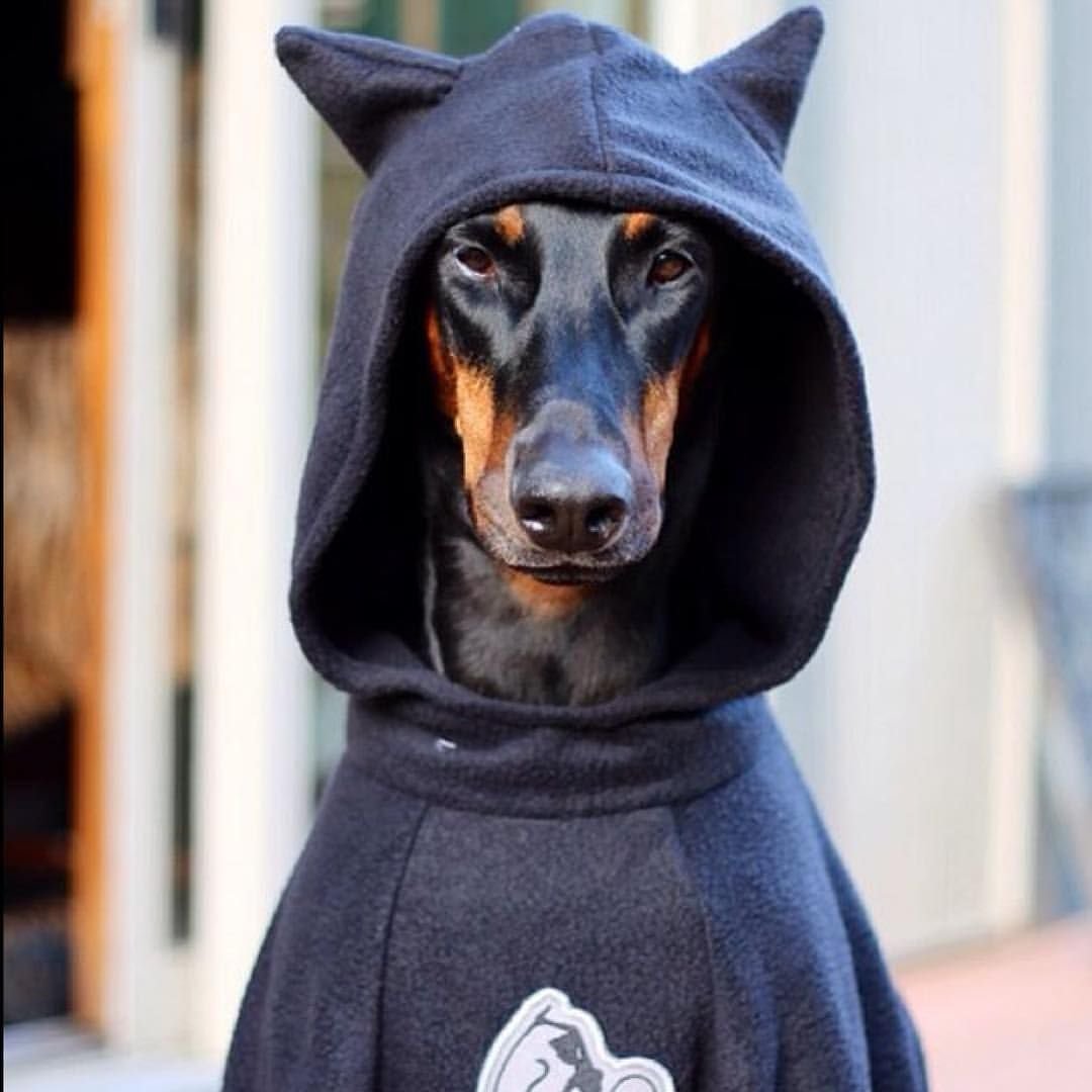 Доберман злой