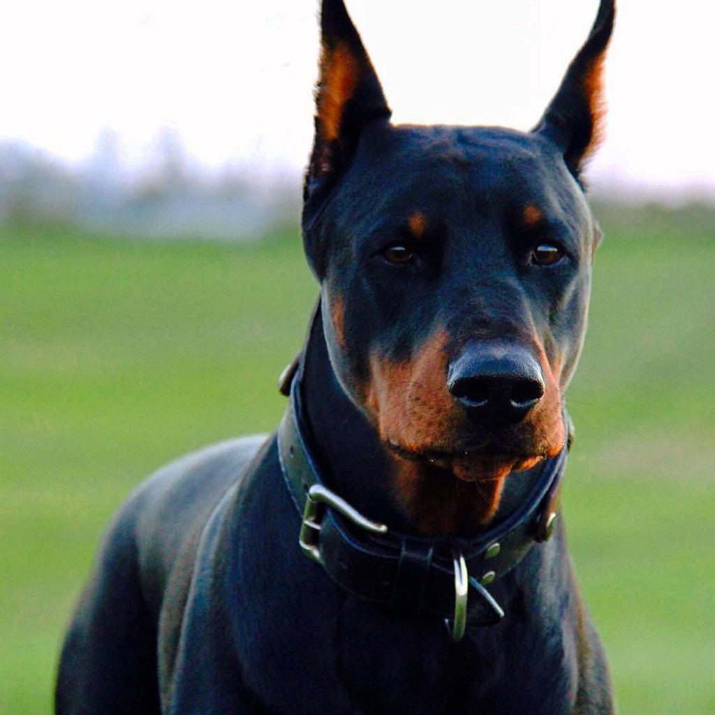 Доберман Военная собака