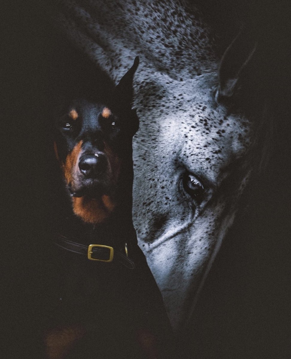 Обои Баленсиага с доберманами