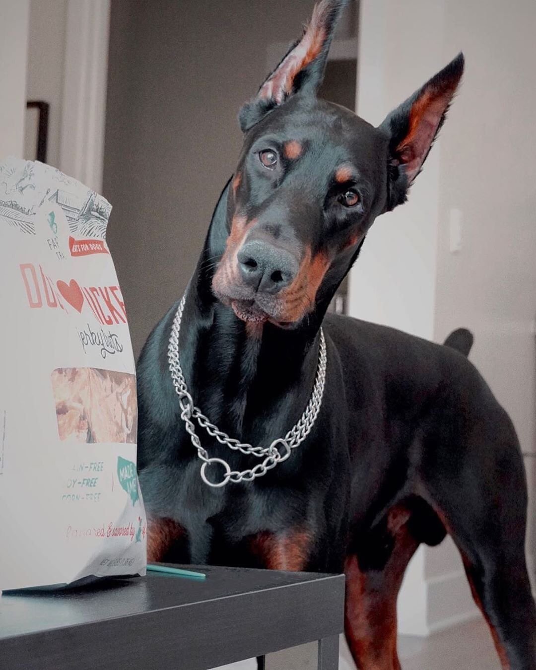 Наклейка Доберман