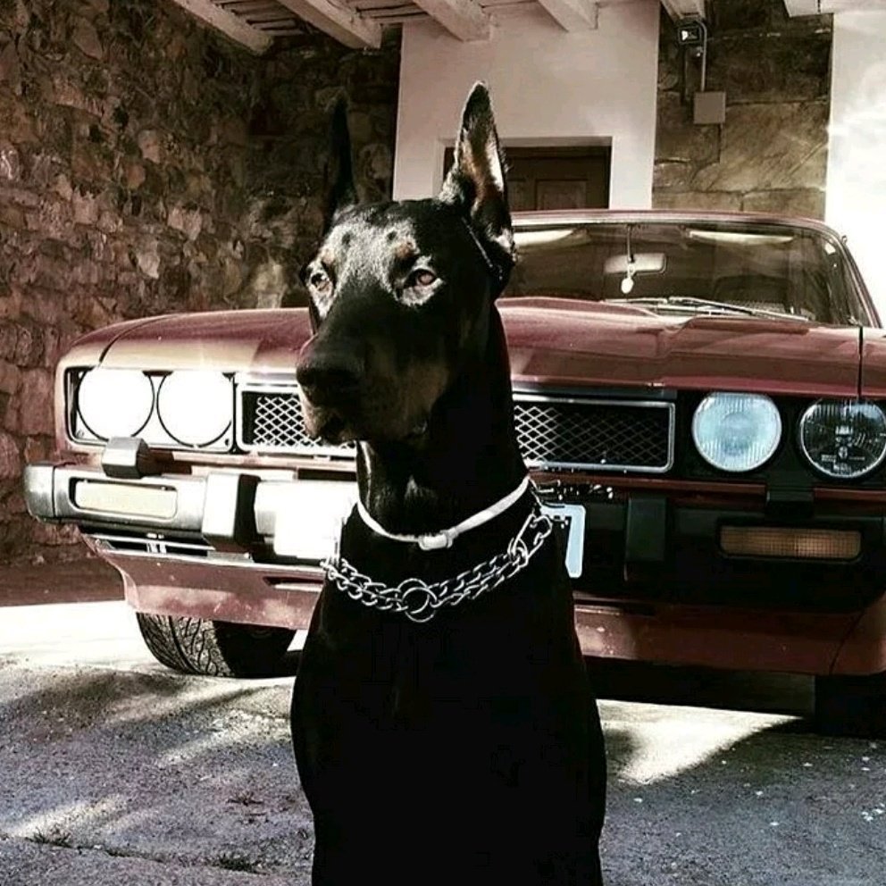 Доберман арт мультяшный