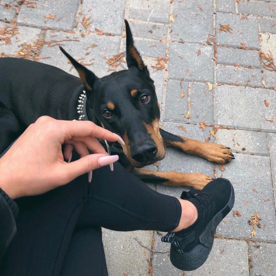 Собачьи клыки Эстетика