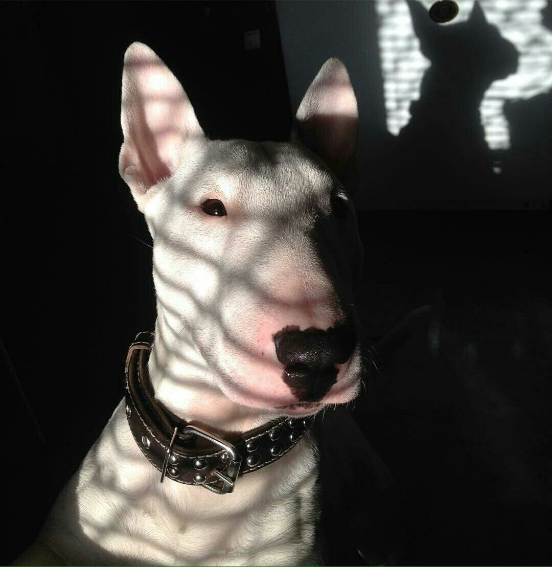 Катрина Доберман