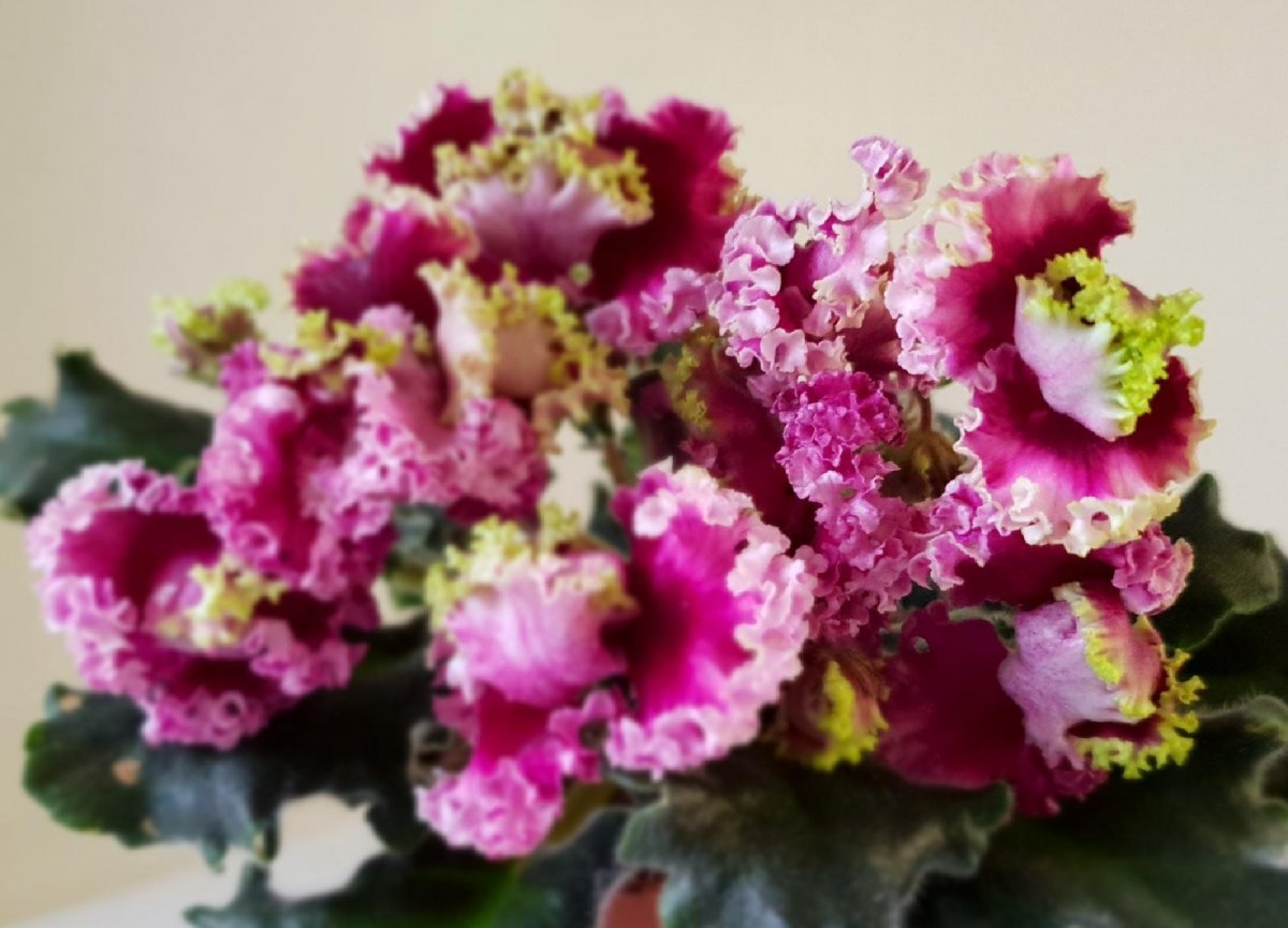 Фиалка РМ Луизиана