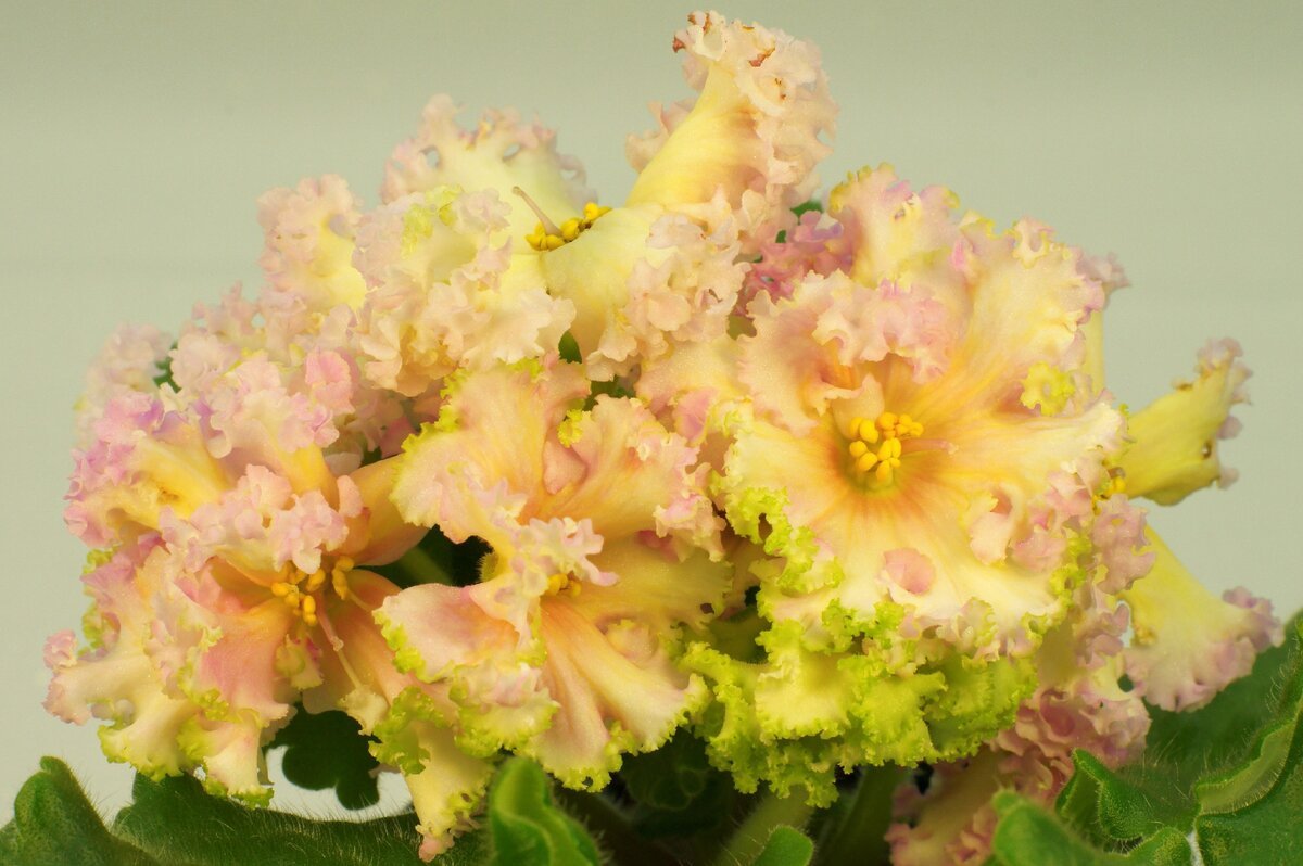 Фиалка АВ Купидон