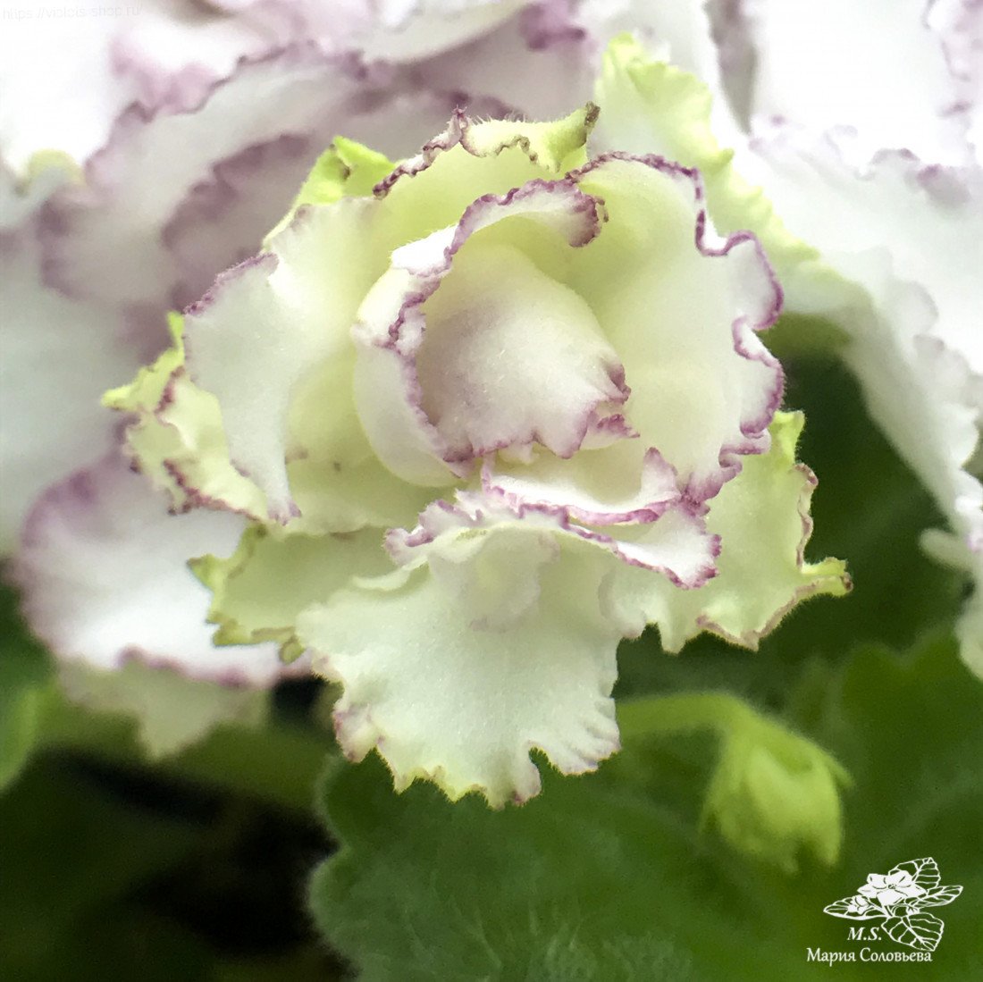 Фиалка АВ цыганская свадьба