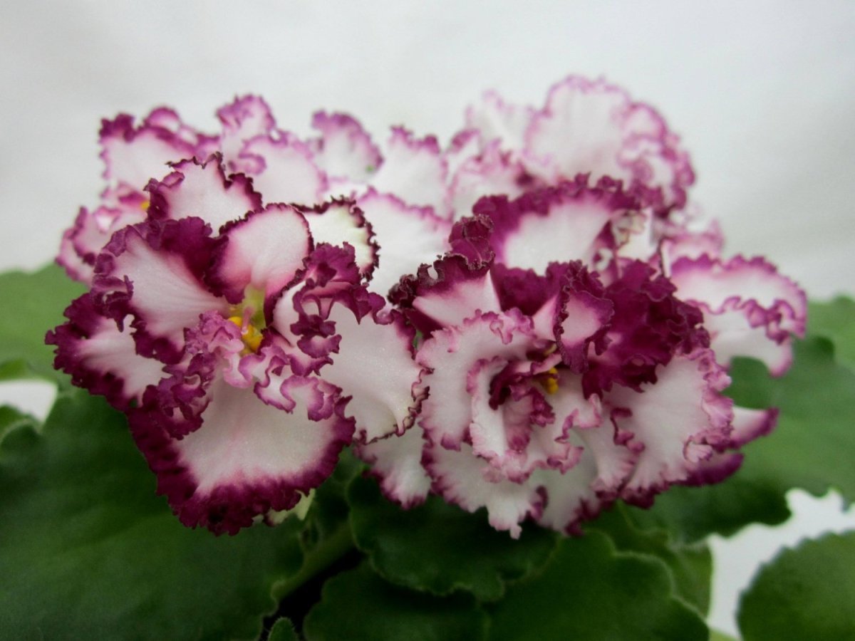 Фиалка ав свадебное путешествие