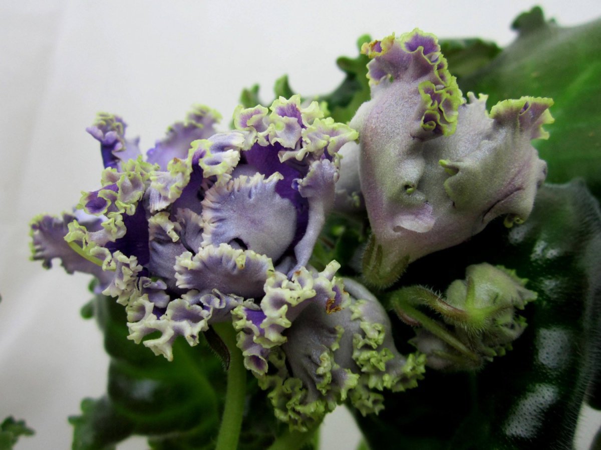 Фиалка Золотая Хризантема