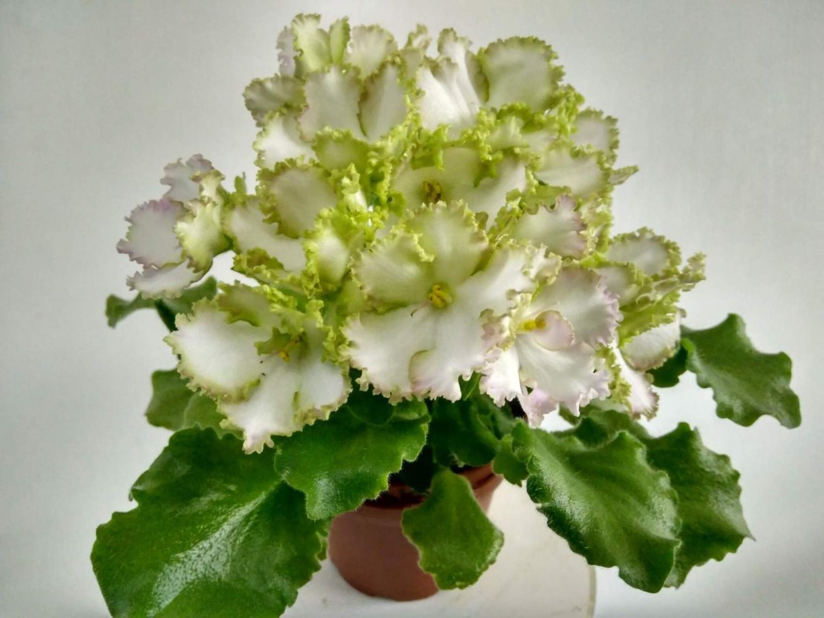 Сенполия АВ желтая роза