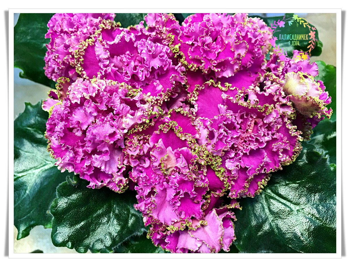 Фиалка пт чаровница