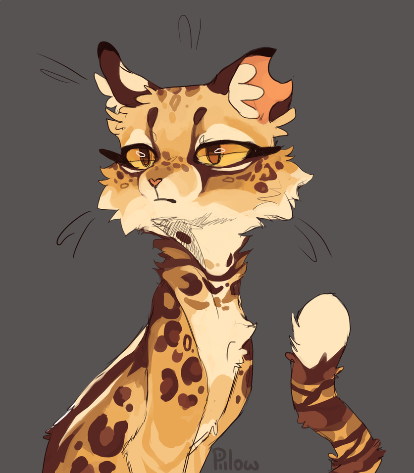 Коты Воители пятнистая звезда арт