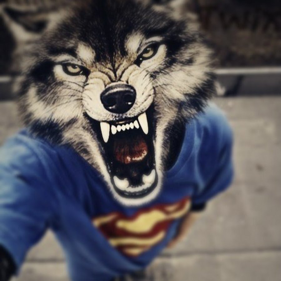 Крутой волк на аву