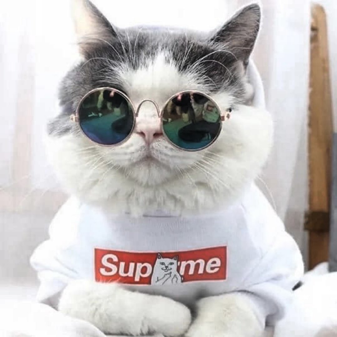 Кот найк. Кот в очках. Крутые коты. Котик с очками. Кот Суприм.
