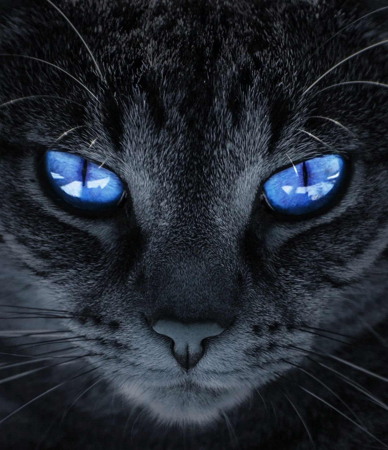 Аватарка кошечка. Чёрный кот с синими глазами. Черный кот с голубыми глазами. Коты с синими глазами. Серый кот с голубыми глазами.