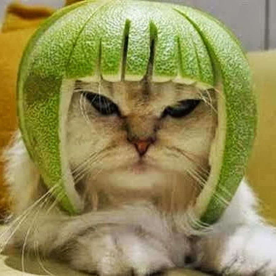 Мультяшный кот