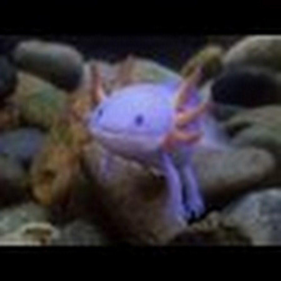 Лунтик это аксолотль или нет