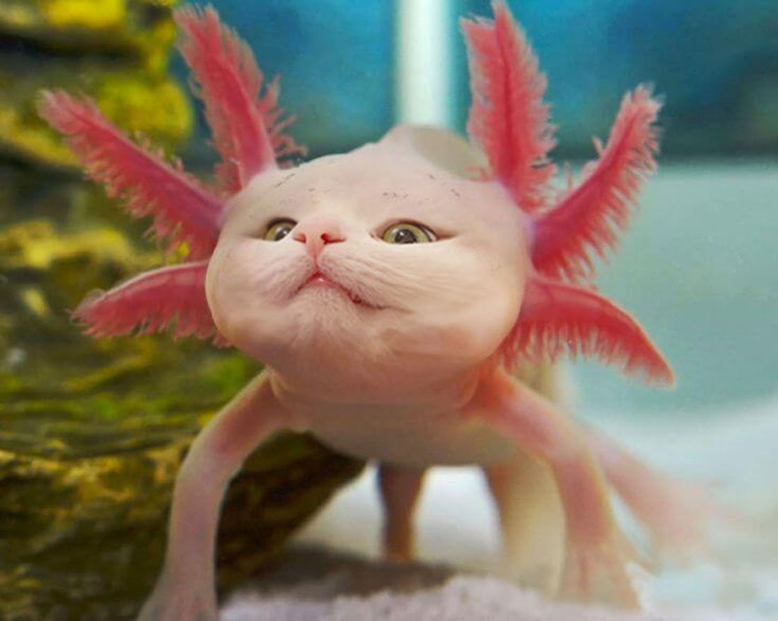 Морской дракон аксолотль