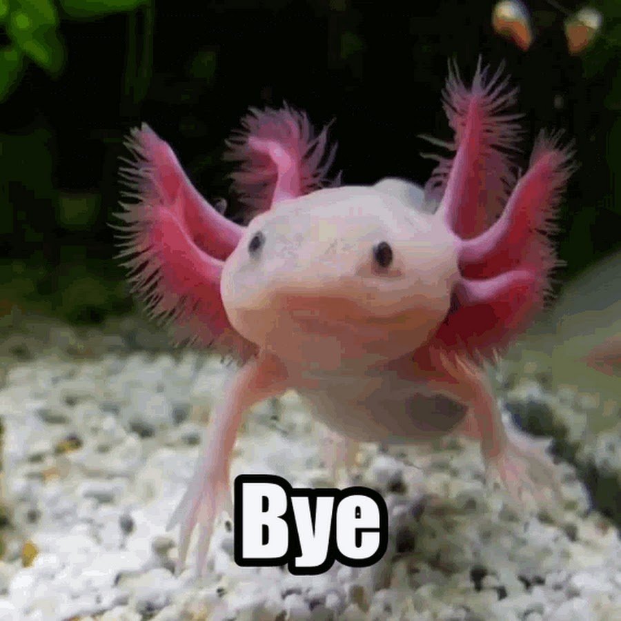 Аксолотль улыбается