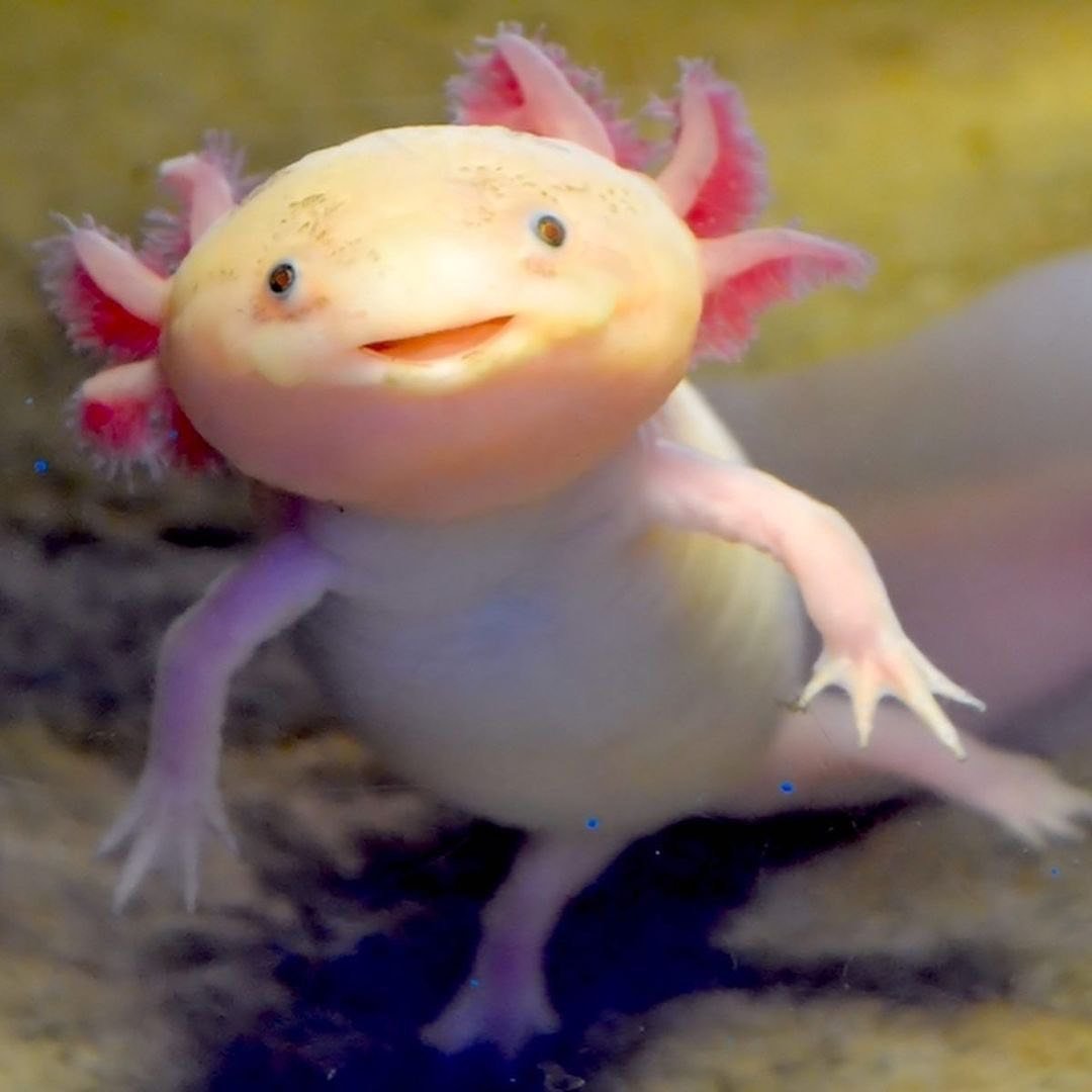 УГАРНЫЙ Лунтик