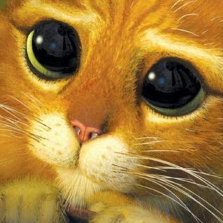 Фото кота с мультика шрек глазками невинными