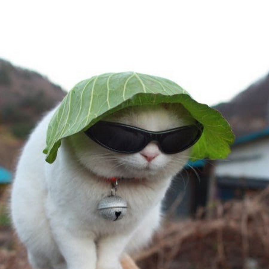 Авы смешных котов мемы