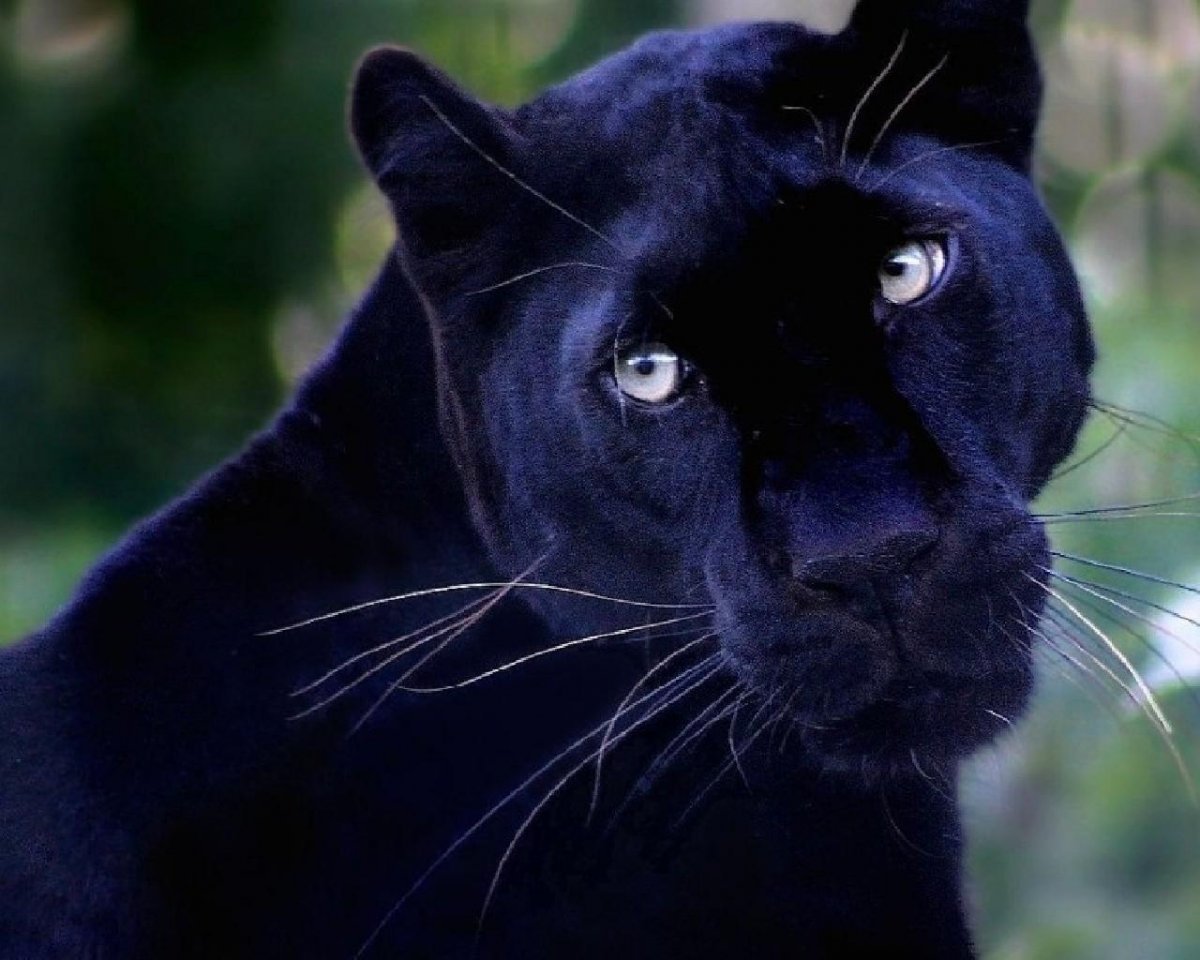 Пантера с голубыми глазами