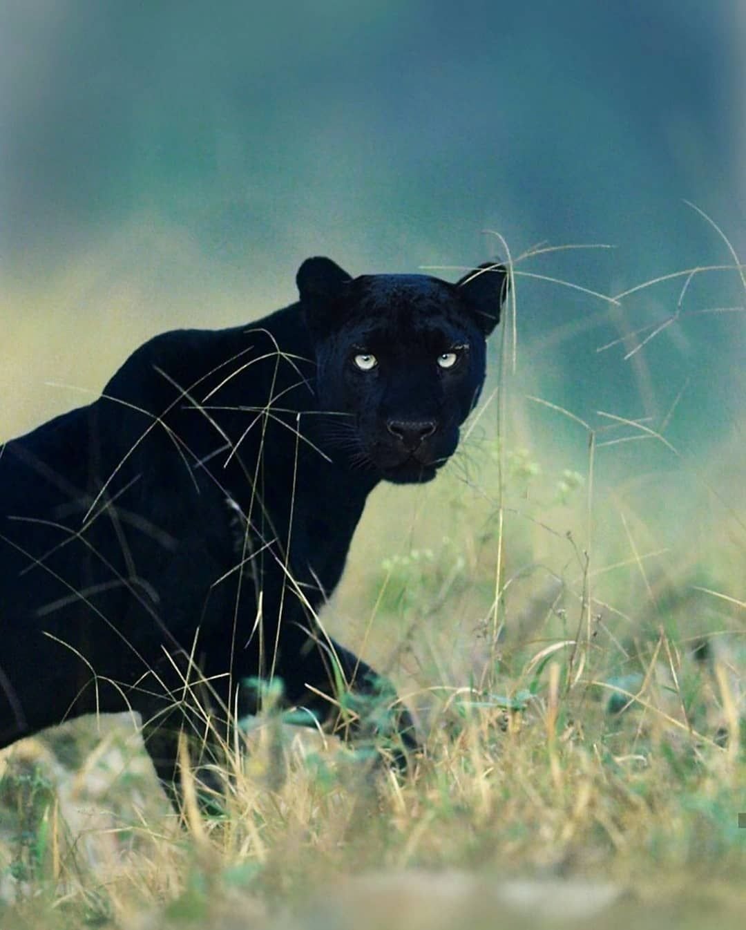 Черная пантера Nat geo Wild