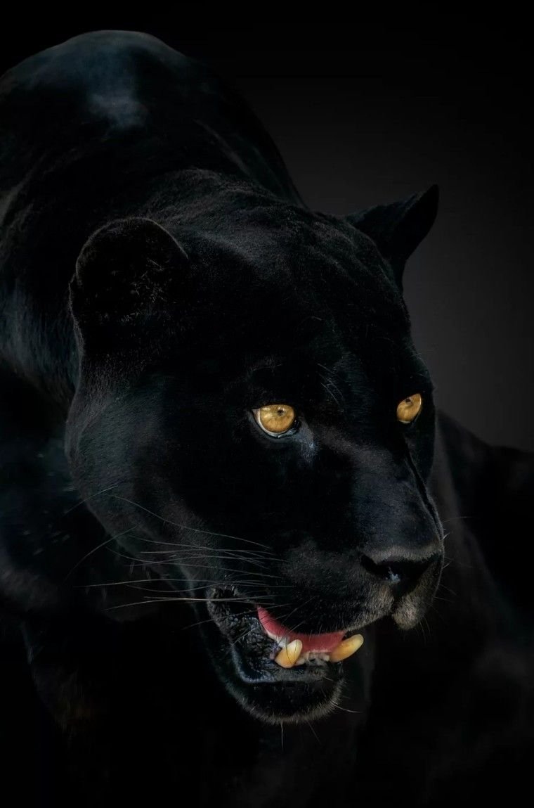 Черная пантера