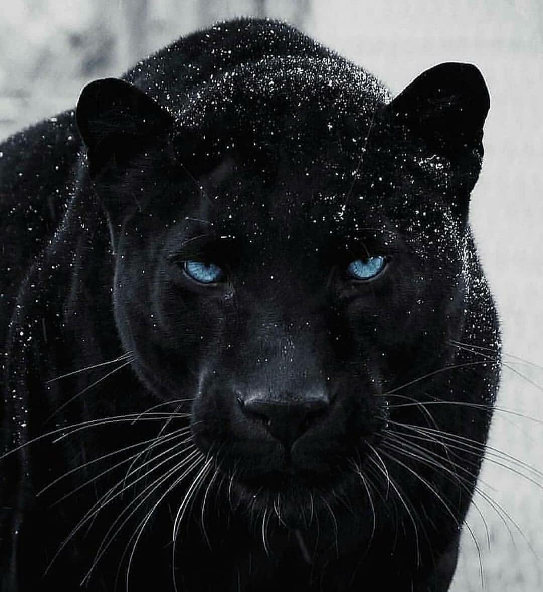 Пантера фото красивые с голубыми глазами