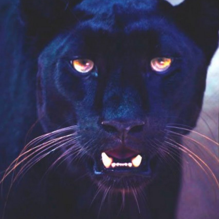 Чёрная пантера картинки красивые блестящие