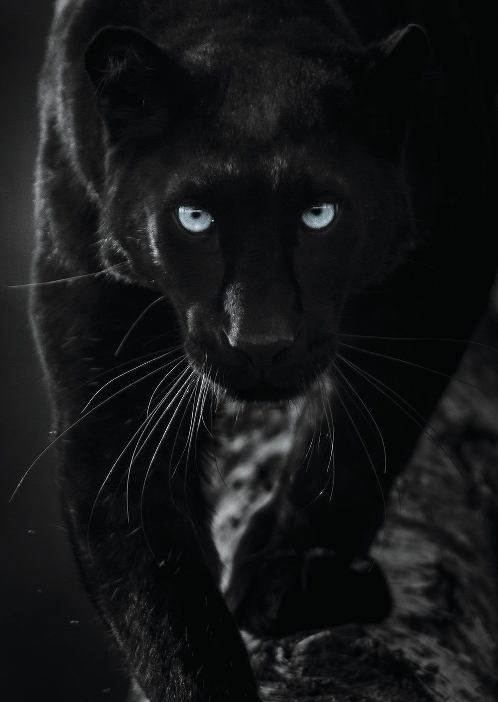 Пантера анфас