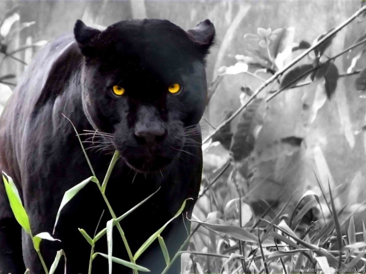 Черная пантера ареал