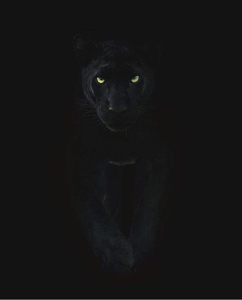 Глаза пантеры в темноте