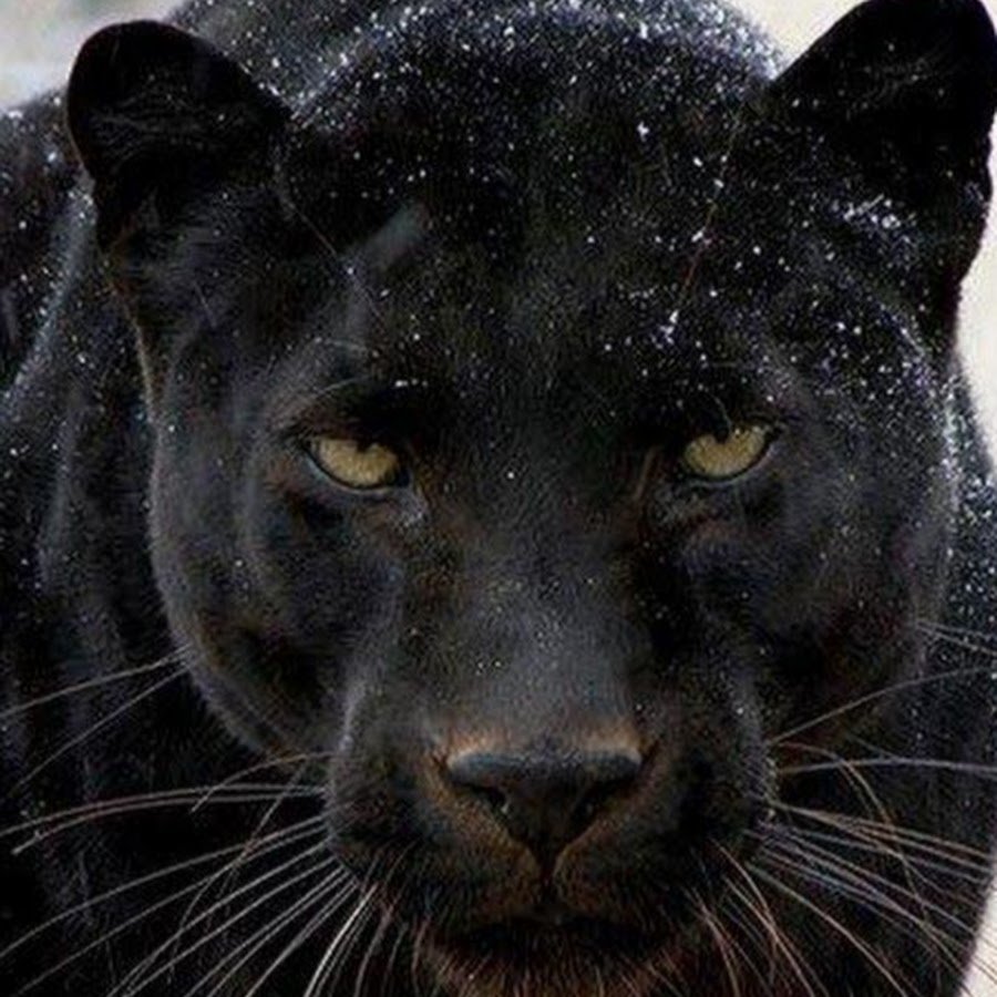 Пантера с голубыми глазами