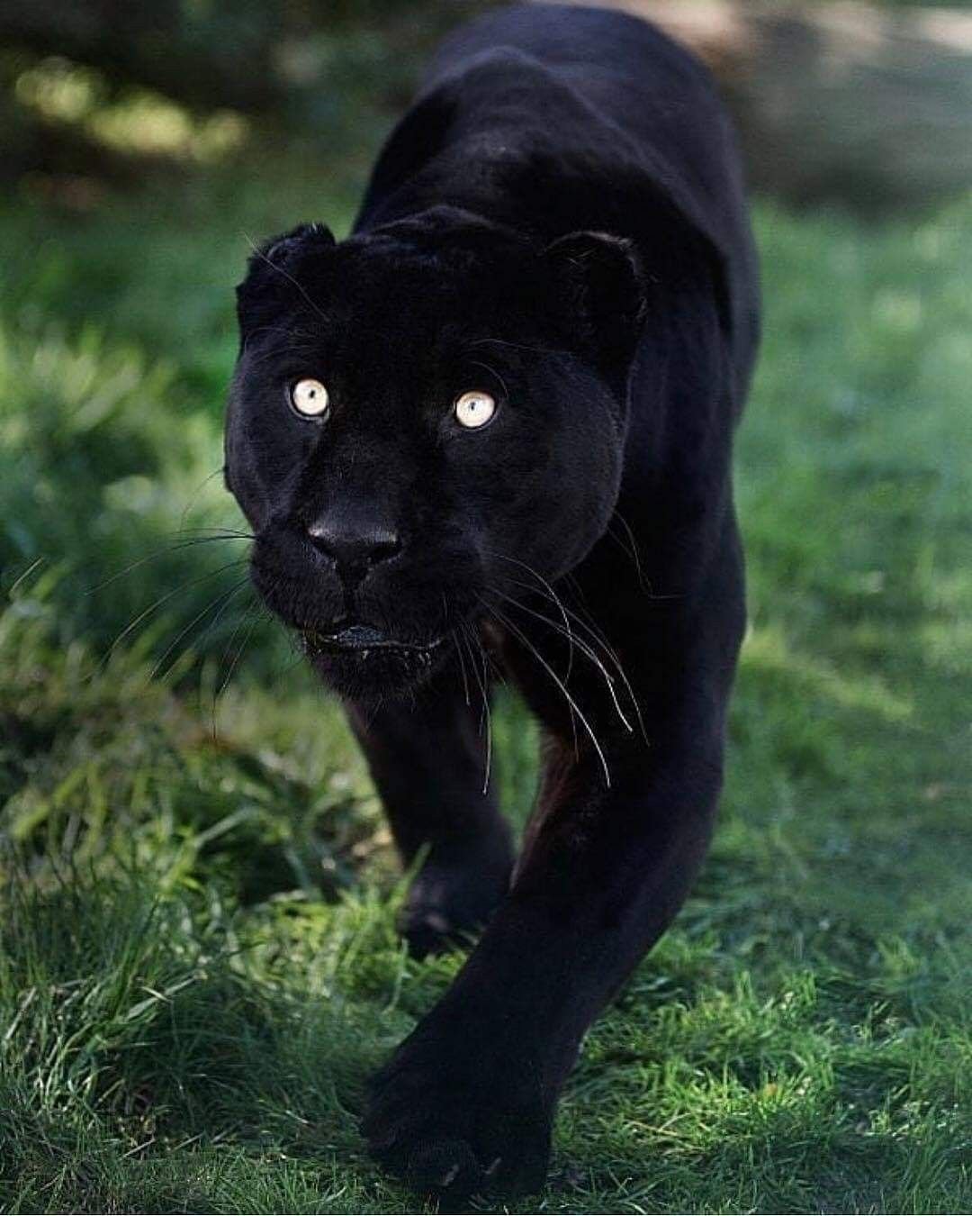 Темные животные