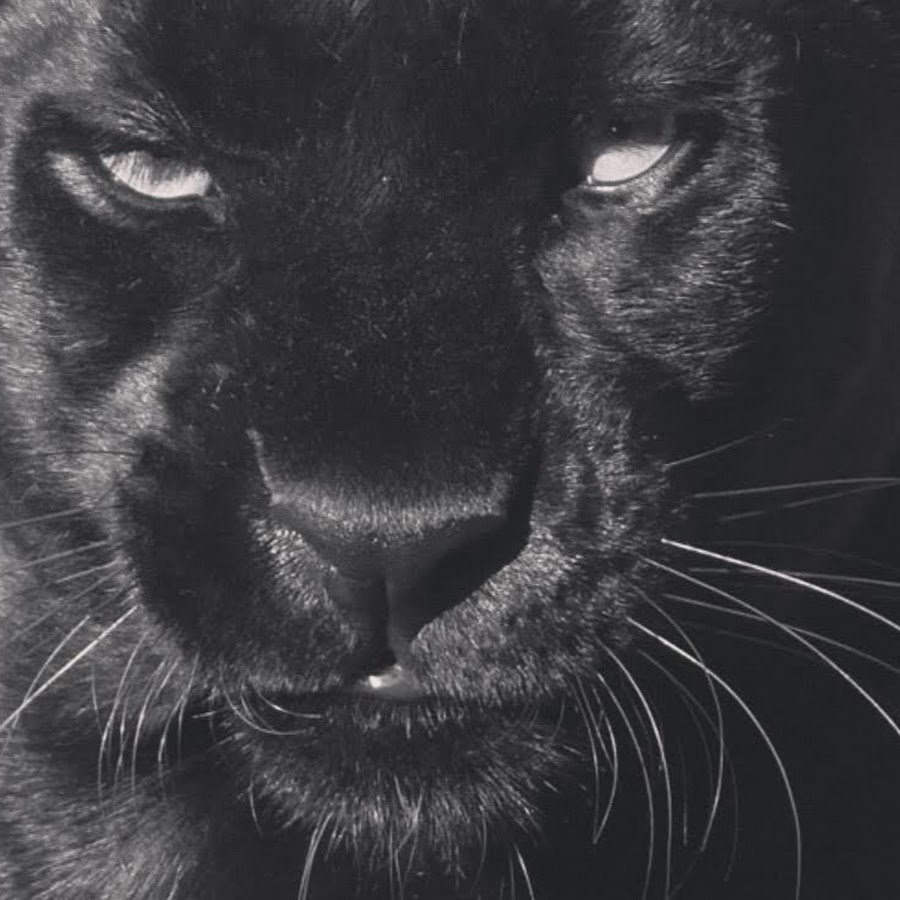 Пантера aesthetic