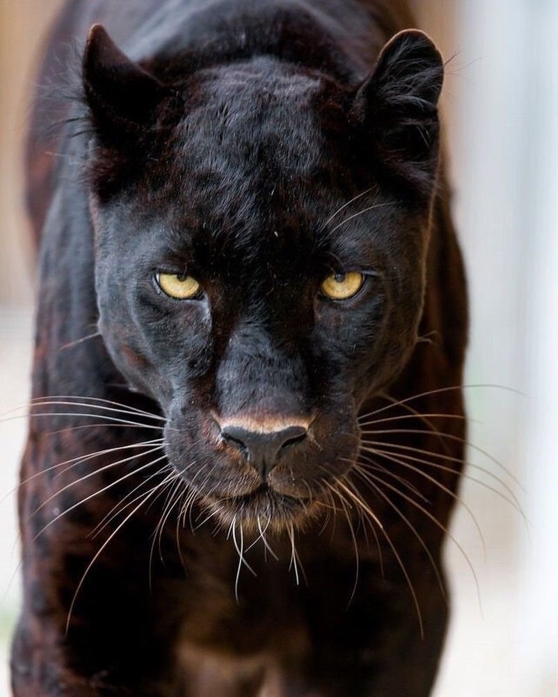 Черная пантера с красными глазами