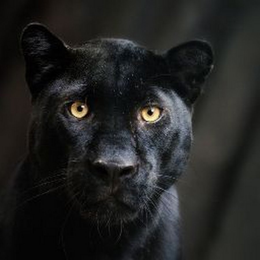 Взгляд пантеры