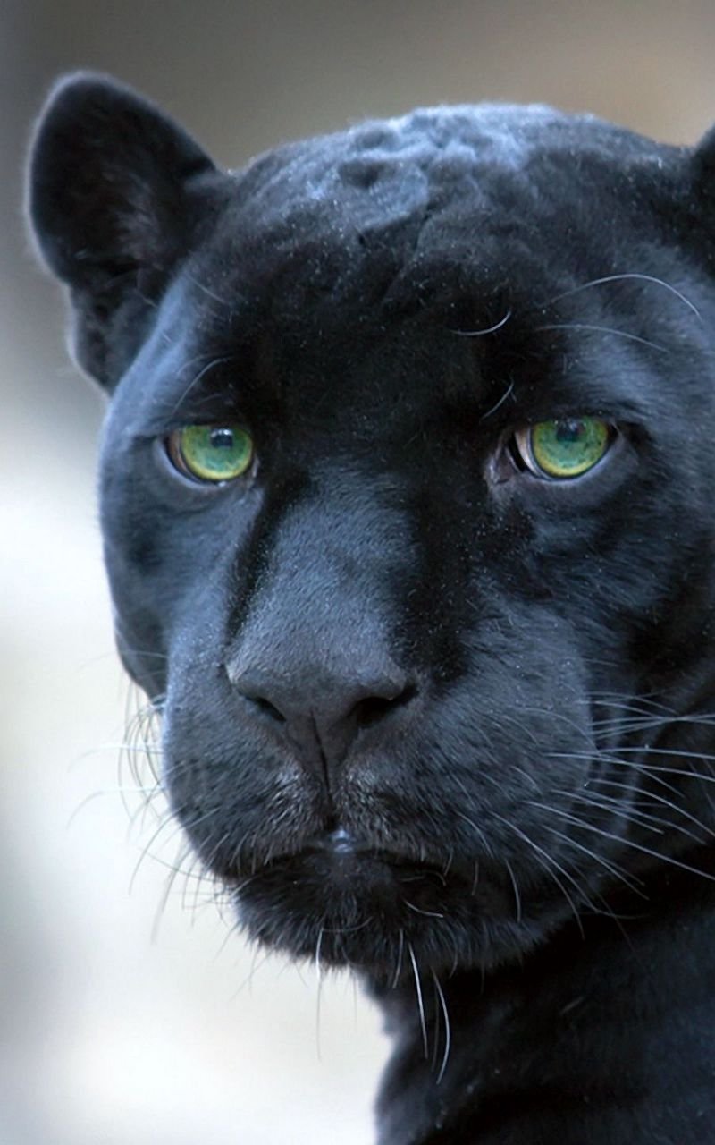 Пума черная