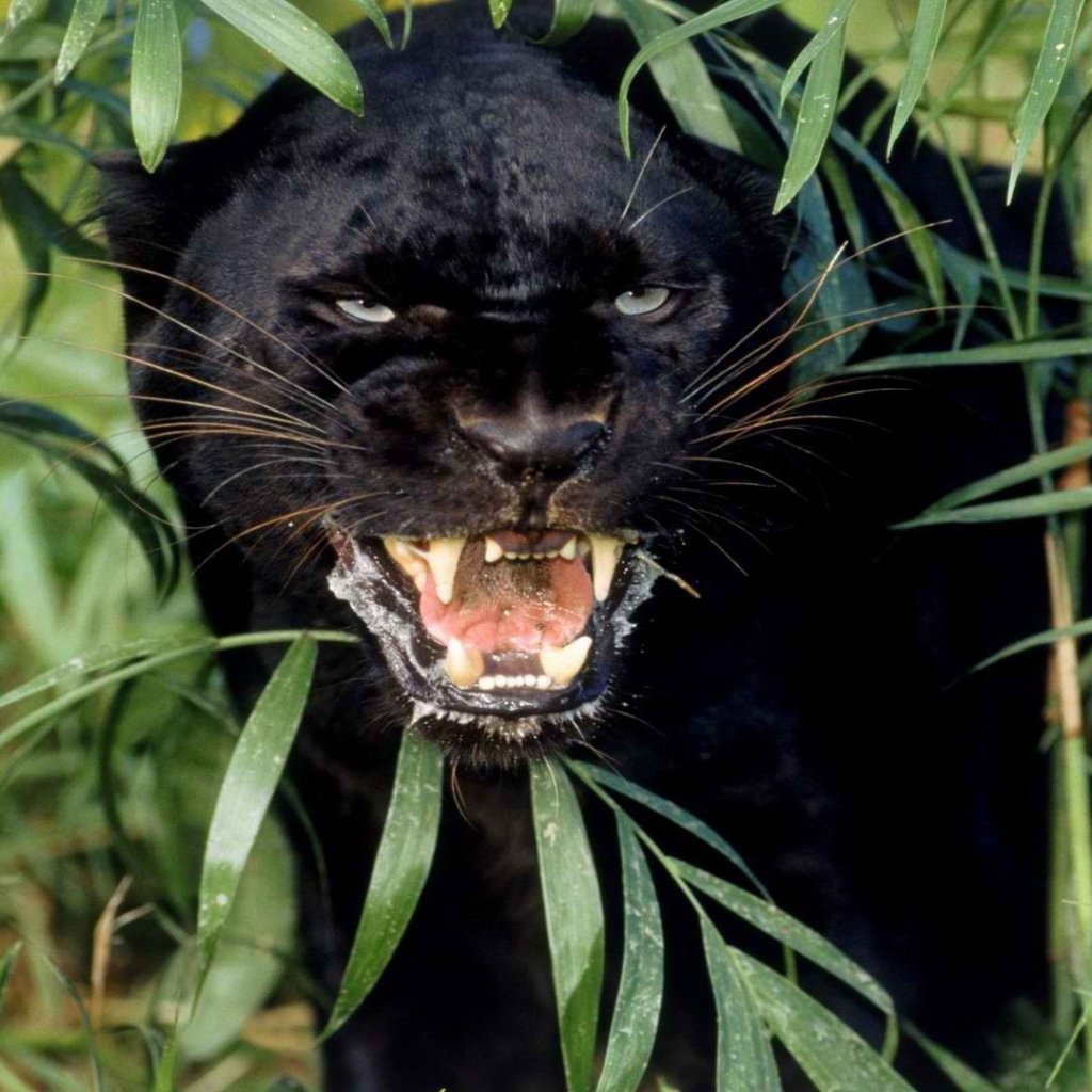 Багира хищник