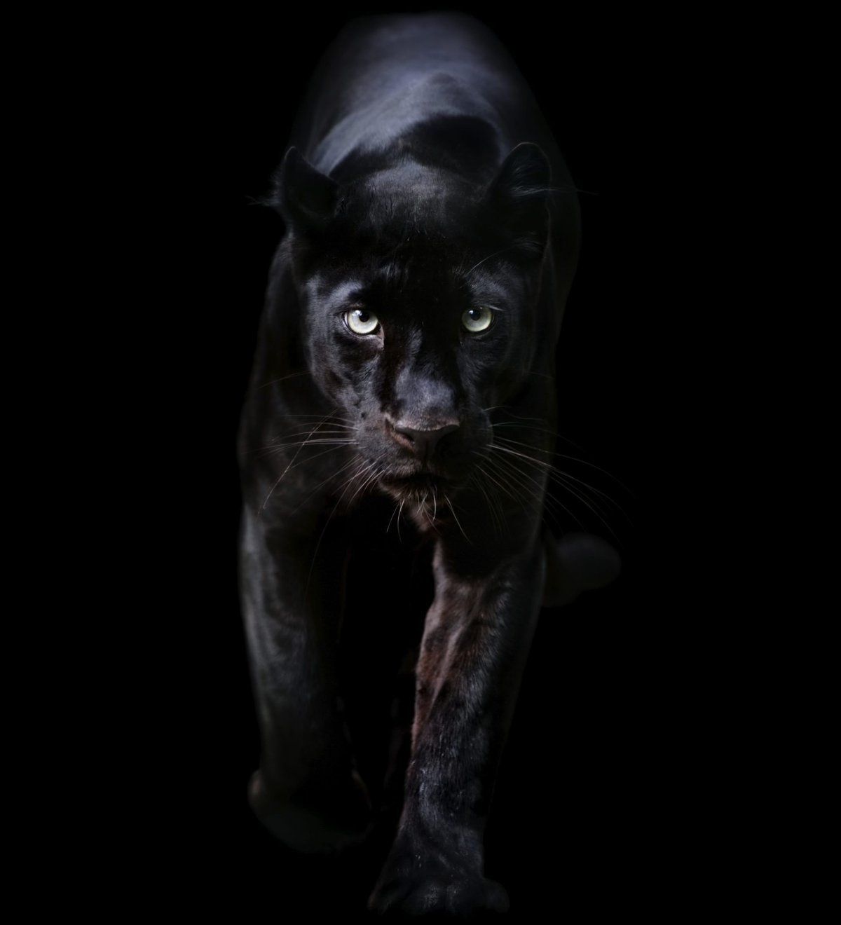 Глаза пантеры на черном фоне