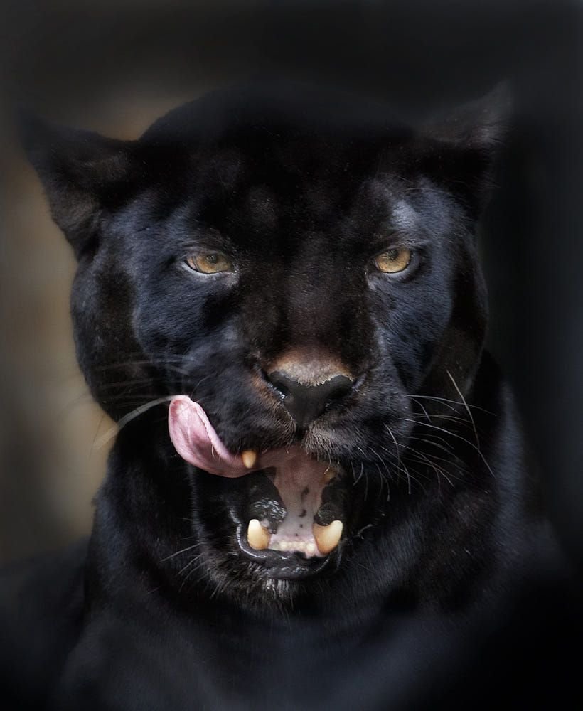 Пума черный Кугуар