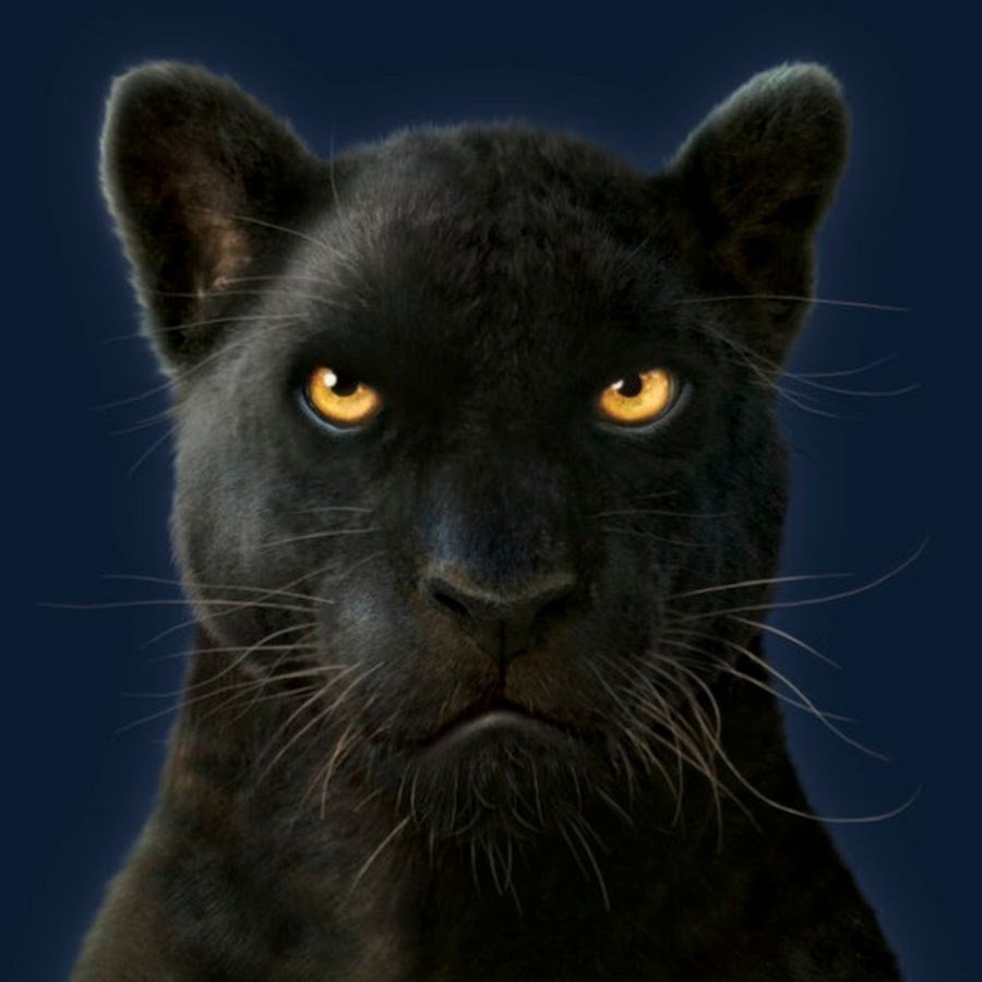 Пантера фото