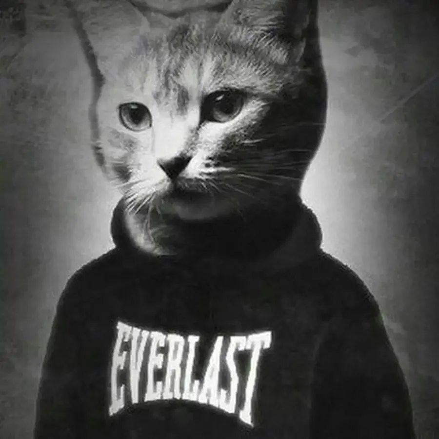 Авы котов для стима