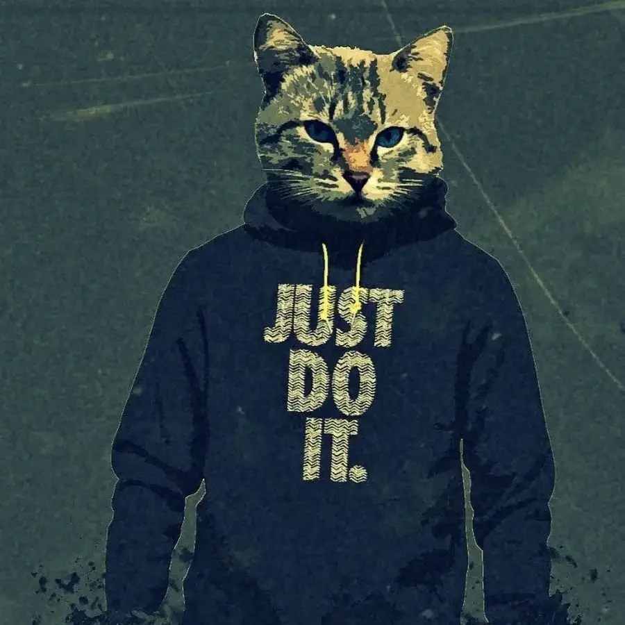 Кот в адидасе