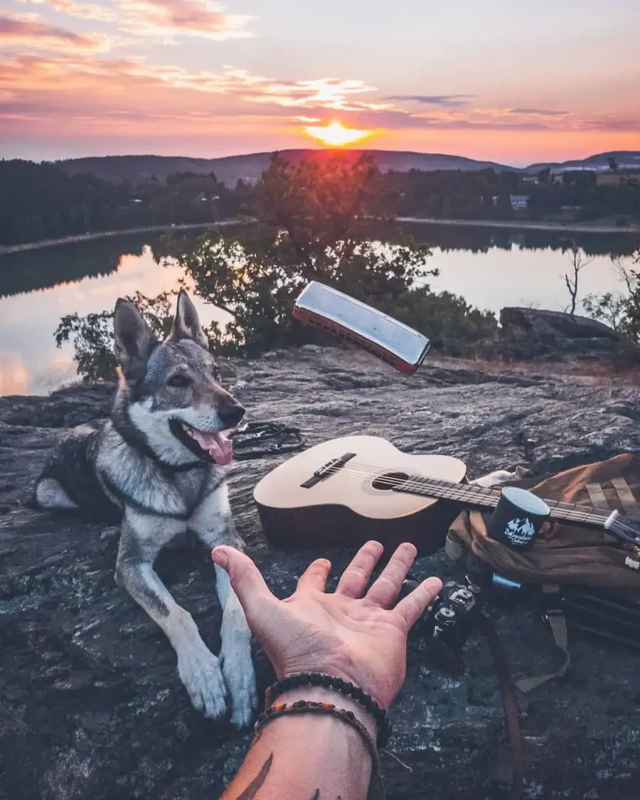 Крутые фотосессии с собаками