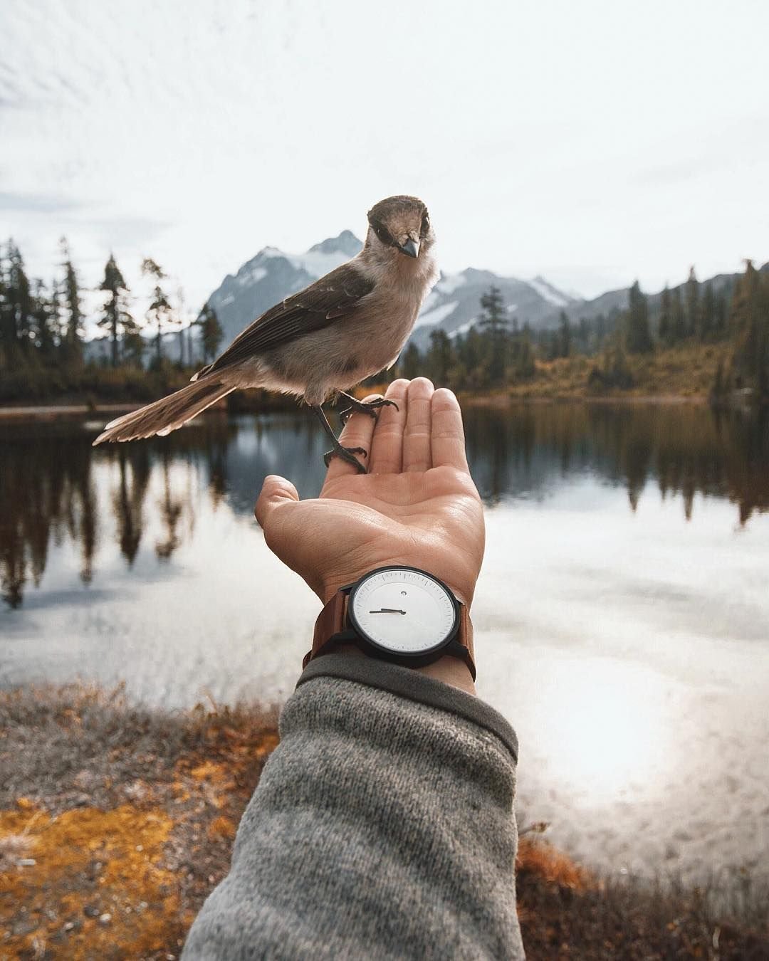 Птица на руке