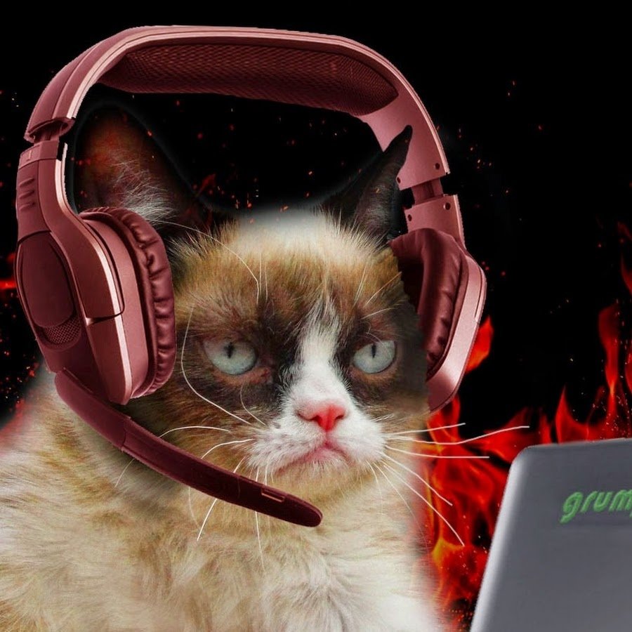 Котик в наушниках